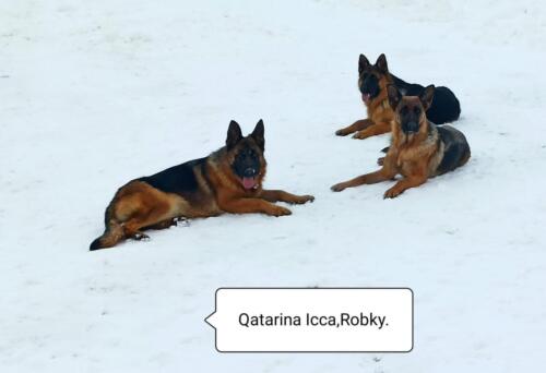 Quatarina, Icca, Rocky